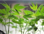 Medical Marijuana Businesses Colorado