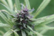 Cannabis